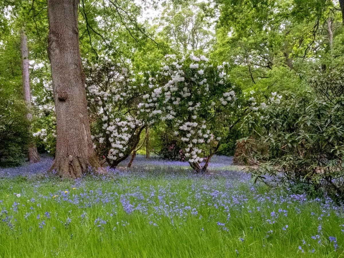 10 Common Bluebell Growing Mistakes and How to Avoid Them