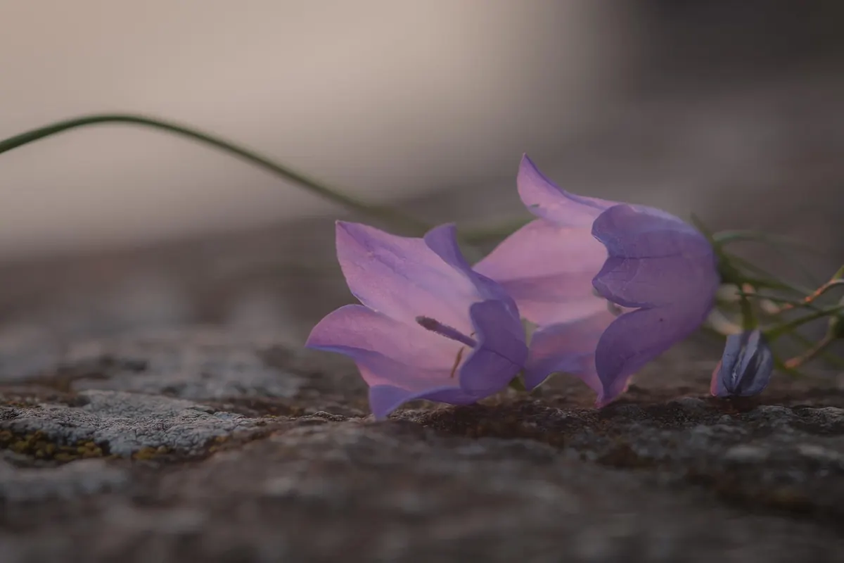 Beginner's Guide to Growing Bluebells in a Small Shady Garden