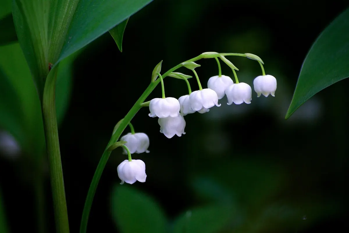 Best Companion Plants for Bluebells: 12 Flowers That Bloom Before and After