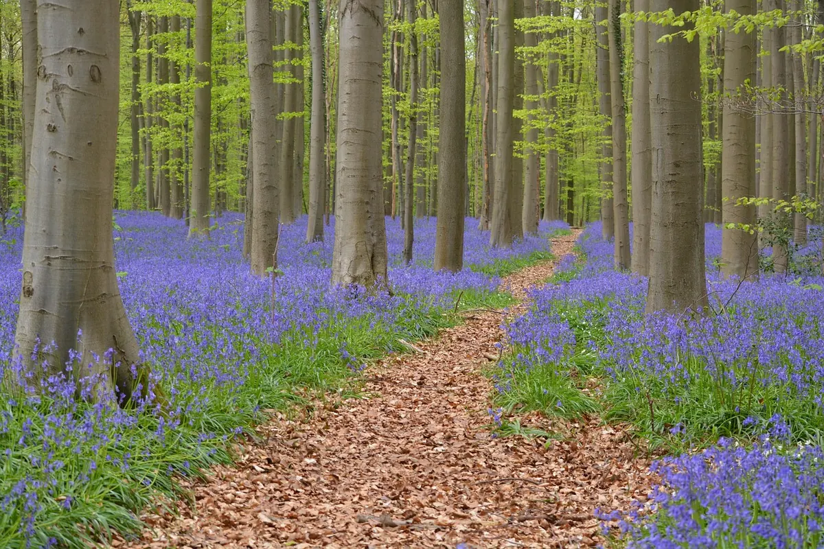 How to Visit a Bluebell Wood Responsibly: Photography, Footpaths, and Leave-No-Trace Tips