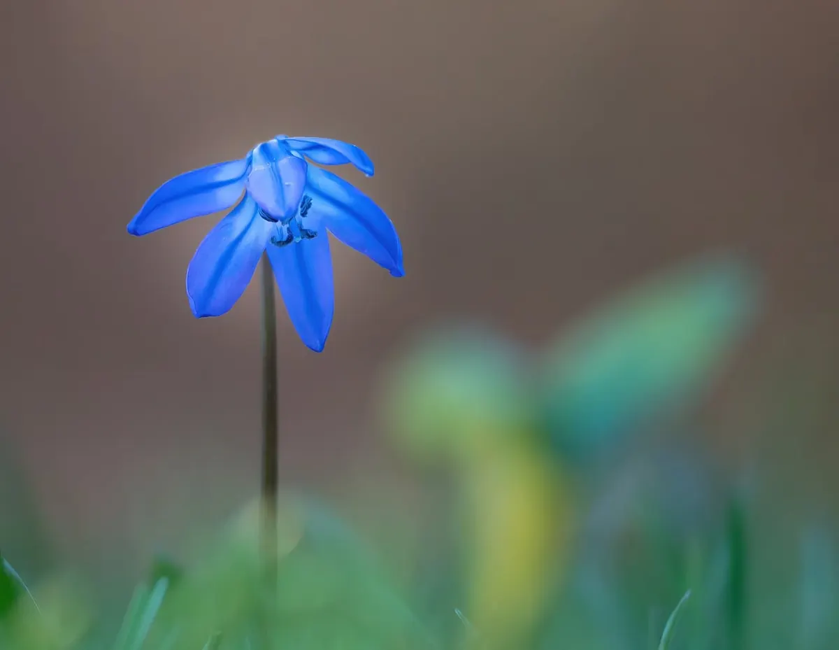 Seasonal Bluebell Care Calendar: What to Do Each Month